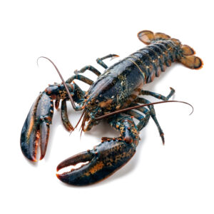 Bogavante azul