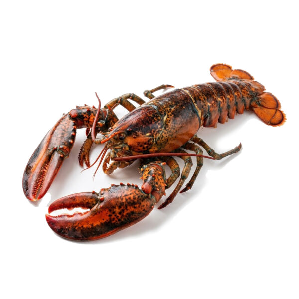 Bogavante de importación