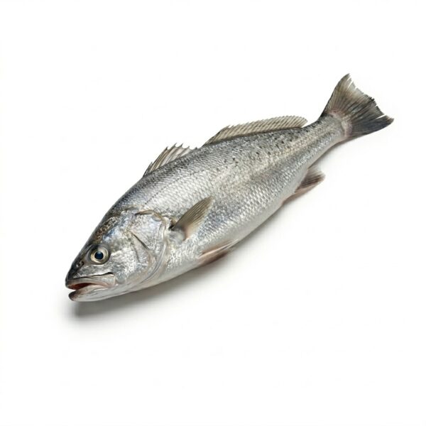 Corvina