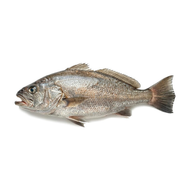Corvina salvaje