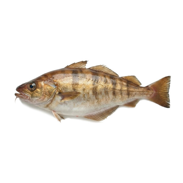 Faneca