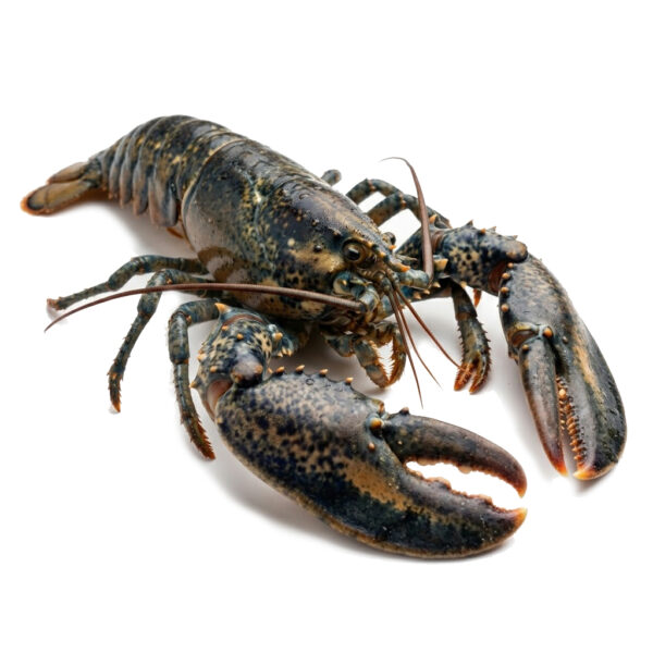 Langosta