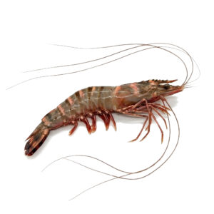 Langostino jumbo