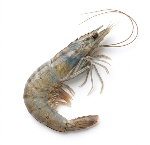 Langostino nacional