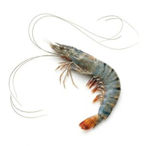 Langostino tigre