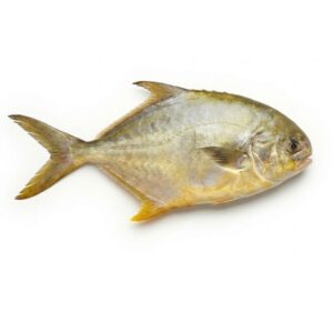 Palometa