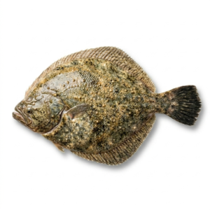 Rodaballo