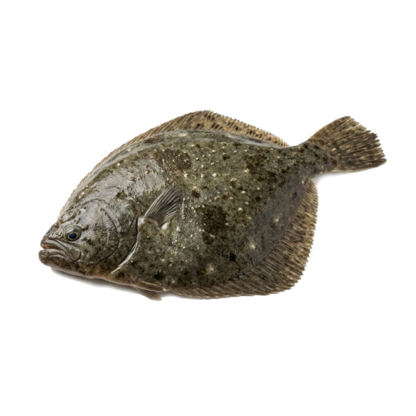 Rodaballo salvaje