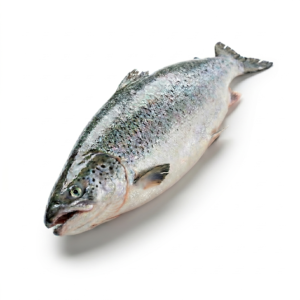 Salmón