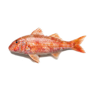 Salmonete de roca