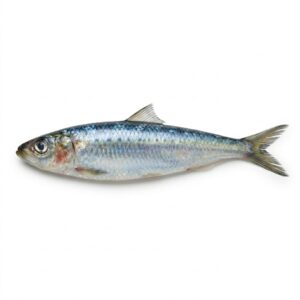 Sardina