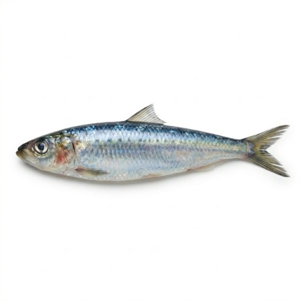 Sardina