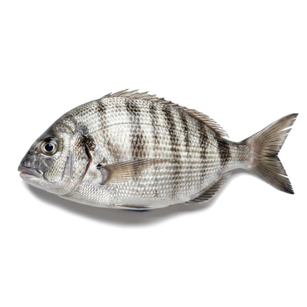 Sargo