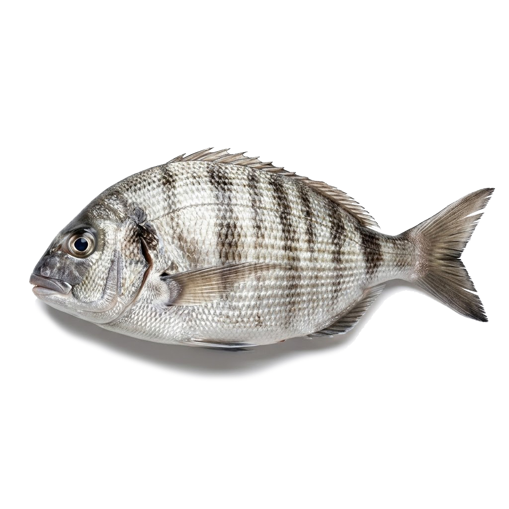 Sargo