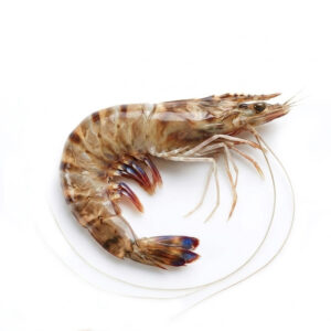 Gamba de Túnez