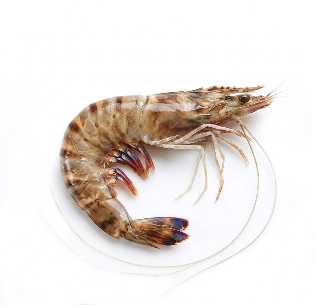 Gamba de Túnez